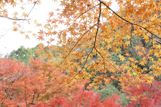岸和田市大沢町