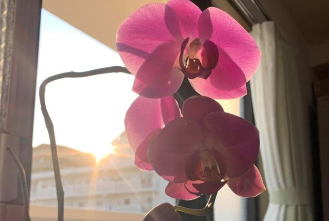 人も花も・・・そして、ホームページは会社と共に成長するもの