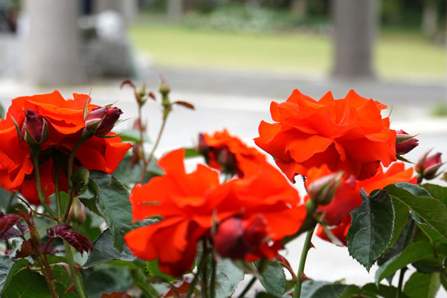 １０８本のバラの意味を知ってますか？