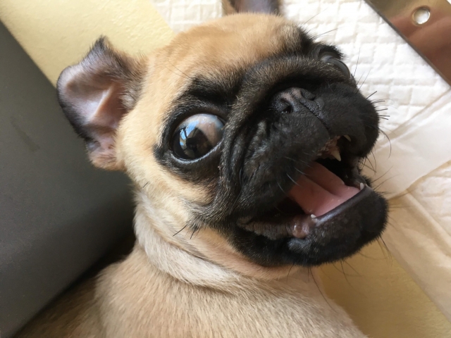 簡単に驚いちゃダメですよ！ビタミンCが・・・