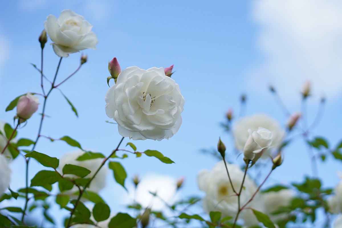 バラ園　蜻蛉池公園