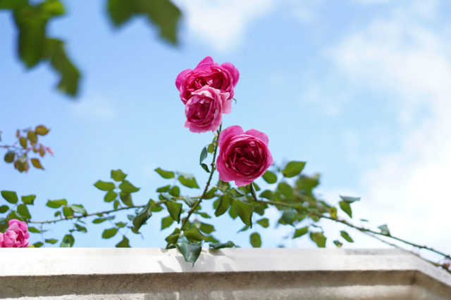 赤・白・黄色　キレイに咲いてます