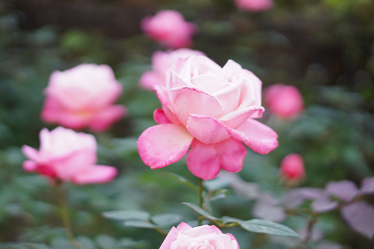 バラ園　蜻蛉池公園